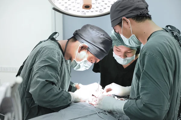 Ομάδα Χειρουργικής κτηνίατρος σε λειτουργία δωμάτιο — Φωτογραφία Αρχείου