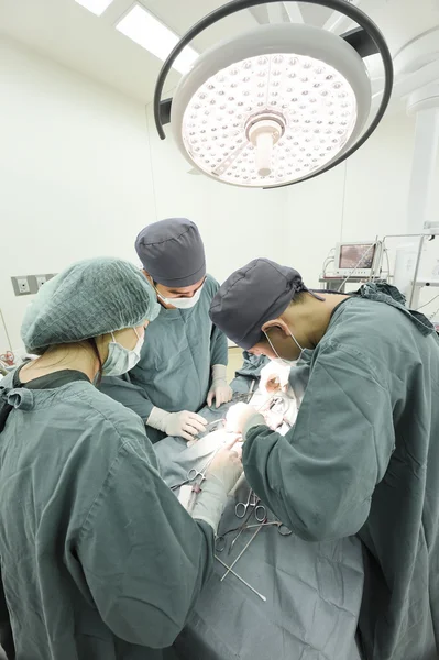 Groupe de chirurgie vétérinaire en salle d'opération — Photo