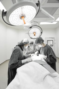 Ameliyathanede iki veteriner cerrah var. 