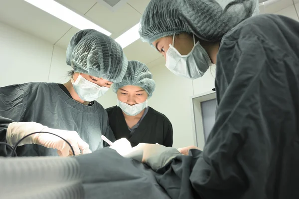 Grup de chirurgie veterinară în sala de operații — Fotografie, imagine de stoc