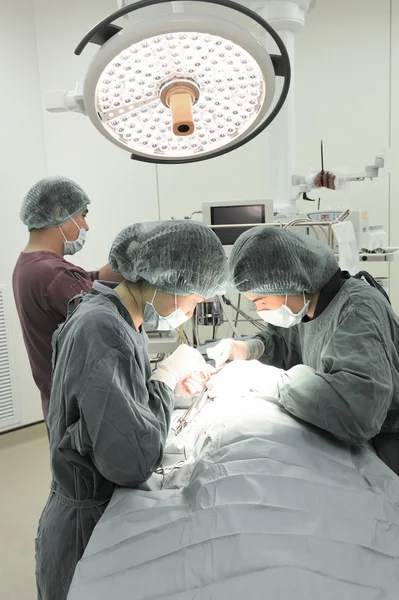 Groupe de chirurgie vétérinaire en salle d'opération — Photo