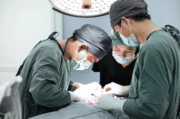 Grupo de cirurgia veterinária na sala de operação — Fotografia de Stock