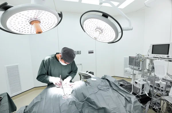 Cirugía veterinaria en sala de operaciones — Foto de Stock