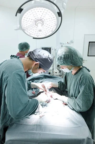 Groep van dierenarts chirurgie in operatie kamer — Stockfoto