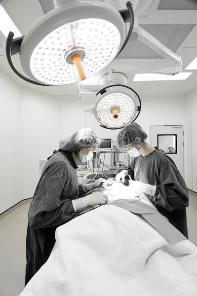 Ameliyathanede iki veteriner cerrah var. 