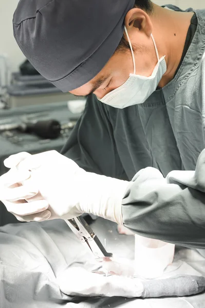 Cirugía veterinaria en sala de operaciones — Foto de Stock