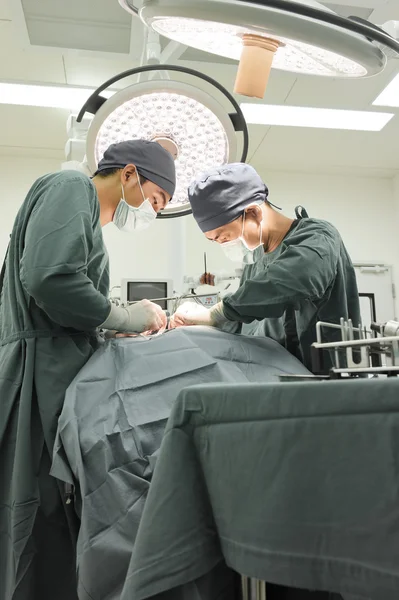 Dois cirurgiões veterinários na sala de operações — Fotografia de Stock