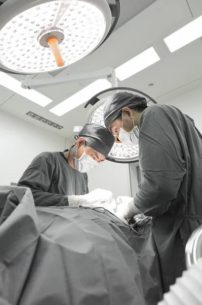 Two veterinarian surgeons in operating room — Stock Photo, Image