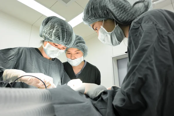 Grup de chirurgie veterinară în sala de operații — Fotografie, imagine de stoc