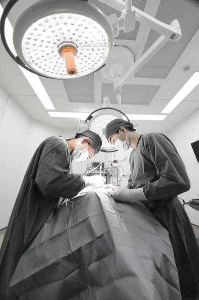 Dos veterinarios en quirófano —  Fotos de Stock