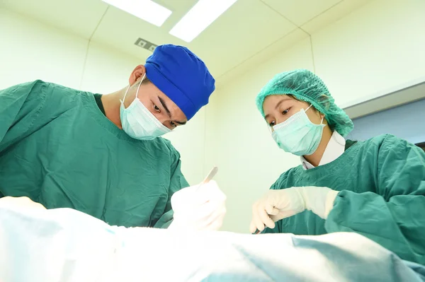 Два ветеринарних хірурги в операційній — стокове фото