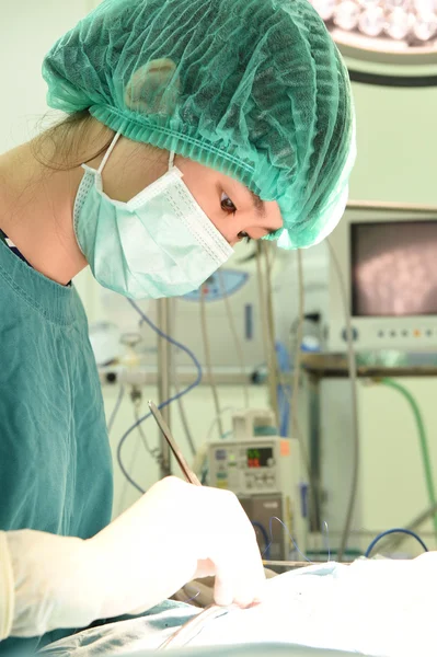 Cirugía veterinaria en sala de operaciones — Foto de Stock