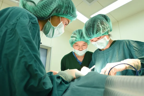 Groep van dierenarts chirurgie in operatie kamer — Stockfoto