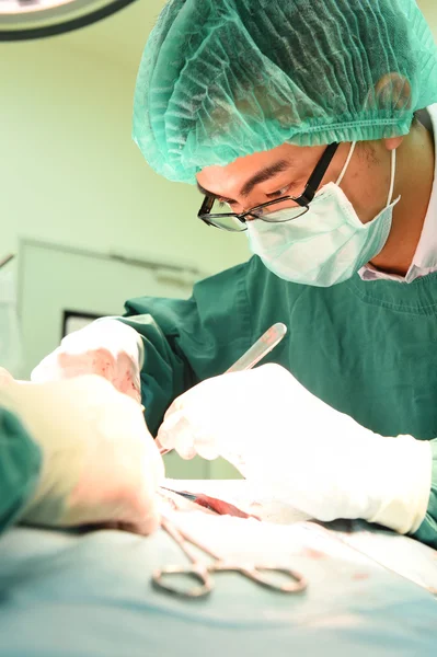 Cirugía veterinaria en sala de operaciones — Foto de Stock