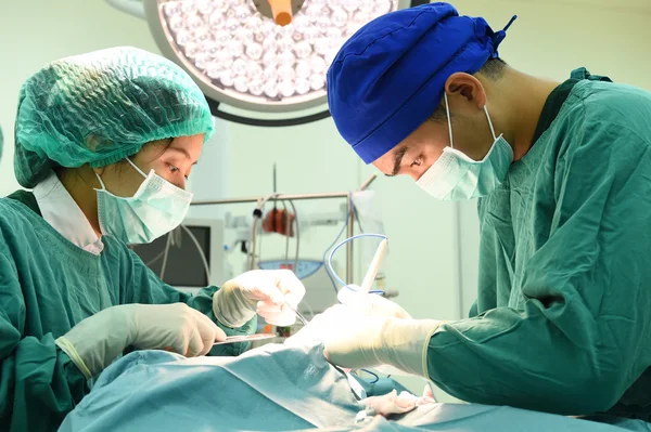 Dois cirurgiões veterinários na sala de operações — Fotografia de Stock