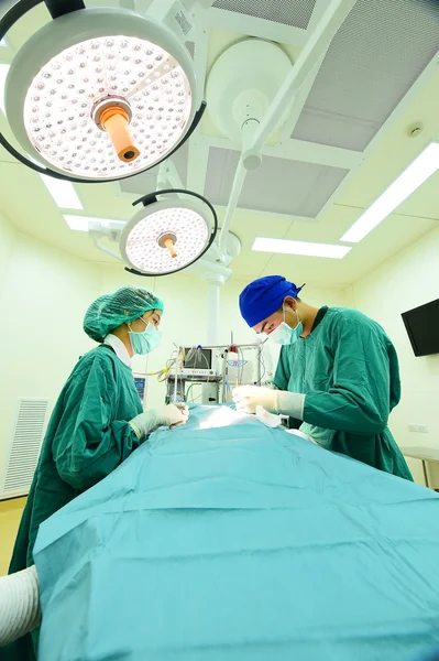 Dois cirurgiões veterinários na sala de operações — Fotografia de Stock