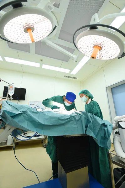 Dois cirurgiões veterinários na sala de operações — Fotografia de Stock