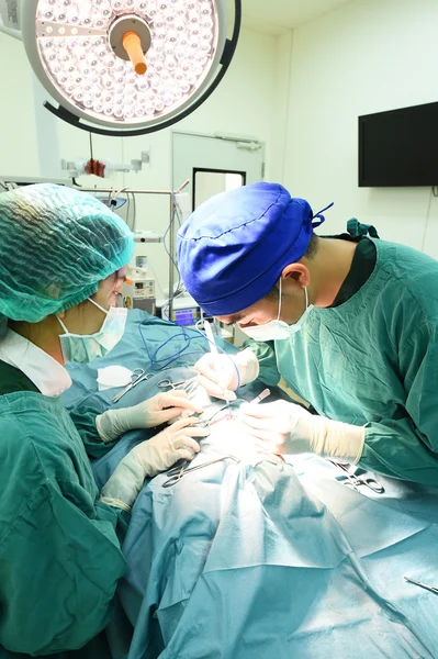 Dois cirurgiões veterinários na sala de operações — Fotografia de Stock