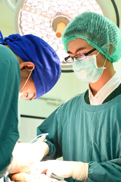 Dois cirurgiões veterinários na sala de operações — Fotografia de Stock