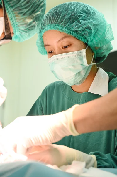 Cirugía veterinaria en sala de operaciones —  Fotos de Stock