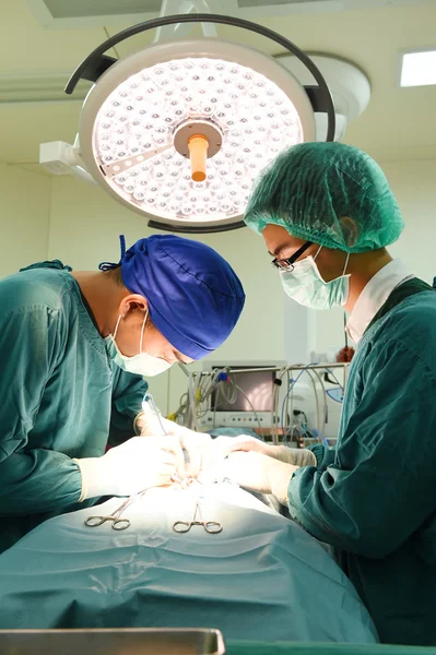 To veterinærer i operasjonssalen – stockfoto