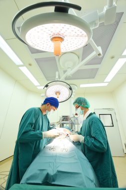 Ameliyathanede iki veteriner cerrah var. 