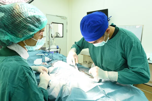 Dois cirurgiões veterinários na sala de operações — Fotografia de Stock