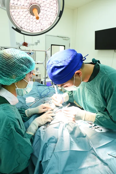 Två veterinärer i operationssalen — Stockfoto