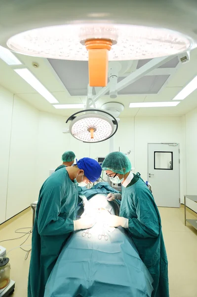 Groupe de chirurgie vétérinaire en salle d'opération — Photo