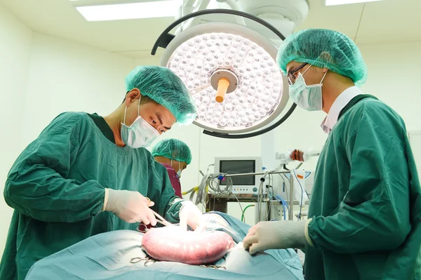 Grupo de cirurgia veterinária na sala de operação — Fotografia de Stock