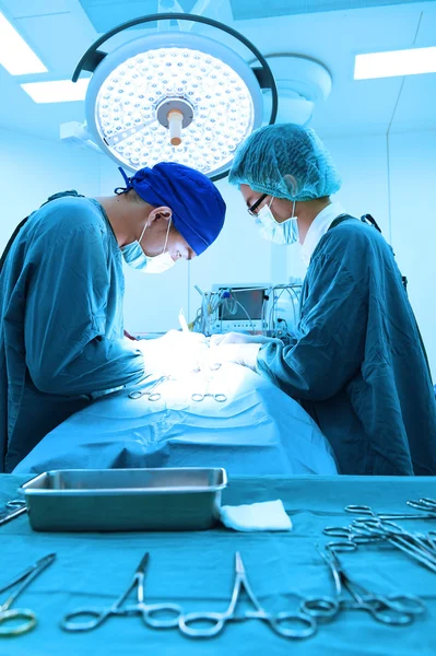 수술실에 있는 두 명의 수의사 — 스톡 사진