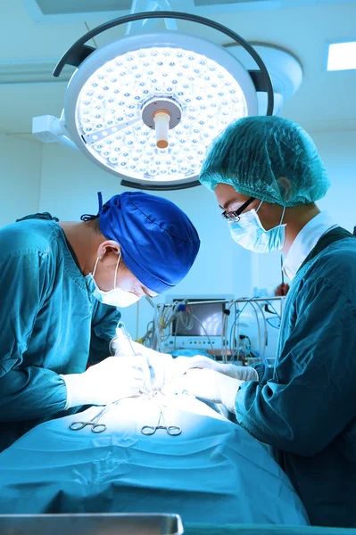 Dois cirurgiões veterinários na sala de operações — Fotografia de Stock