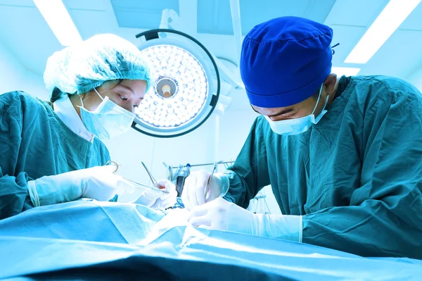 Dois cirurgiões veterinários na sala de operações — Fotografia de Stock