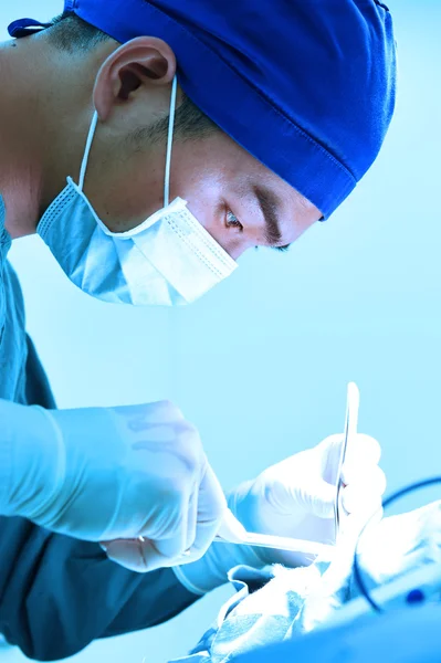 Veterinarian surgery in operation room — Stock Photo, Image