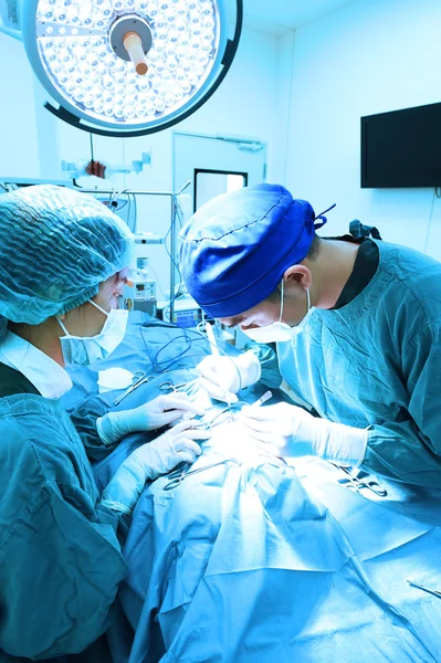 Dos veterinarios en quirófano — Foto de Stock