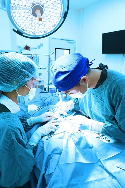 Dois cirurgiões veterinários na sala de operações — Fotografia de Stock