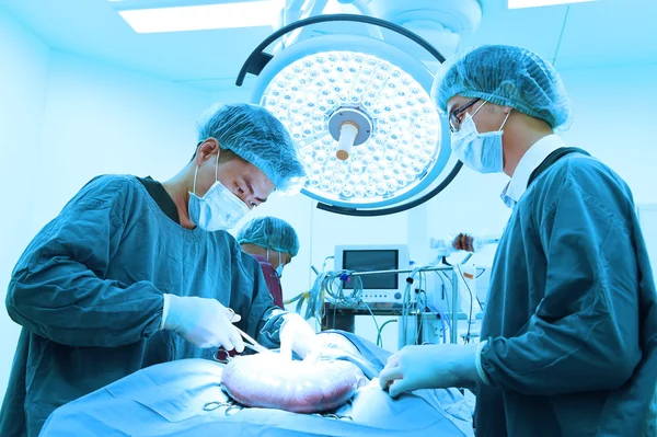 Group of veterinarian surgery in operation room — Stock Photo, Image