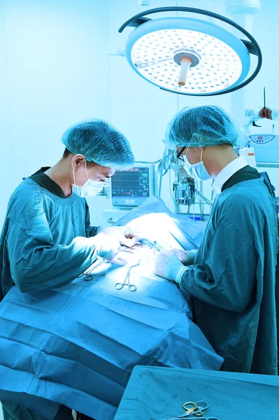 Dois cirurgiões veterinários na sala de operações — Fotografia de Stock