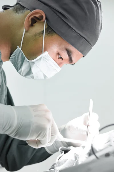 Cirurgia veterinária na sala de operação — Fotografia de Stock