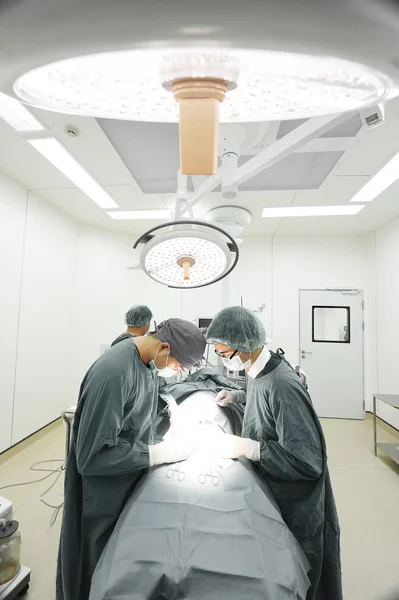 Grupo de cirurgia veterinária na sala de operação — Fotografia de Stock