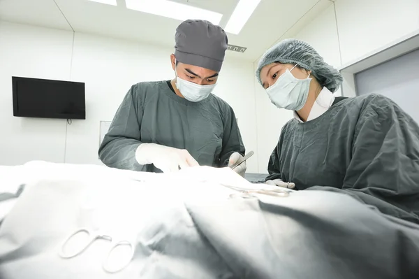 Dua dokter hewan ahli bedah di ruang operasi — Stok Foto