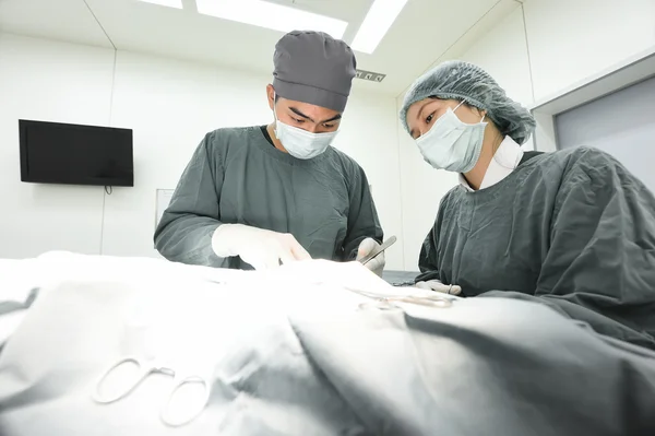 Dois cirurgiões veterinários na sala de operações — Fotografia de Stock