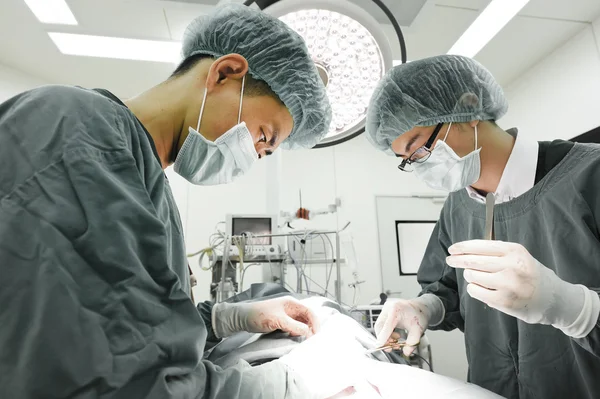 Dois cirurgiões veterinários na sala de operações — Fotografia de Stock