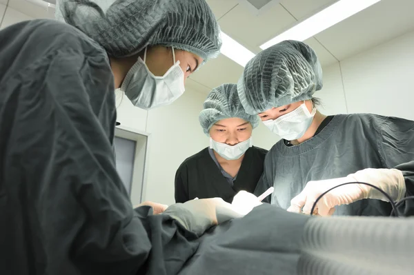 Groupe de chirurgie vétérinaire en salle d'opération — Photo