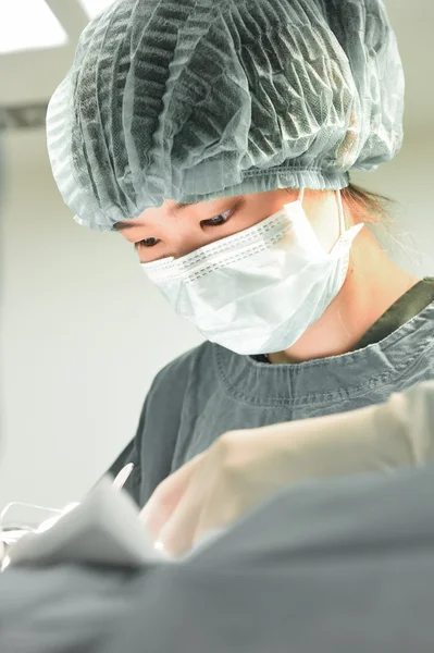 Chirurgie vétérinaire en salle d'opération — Photo