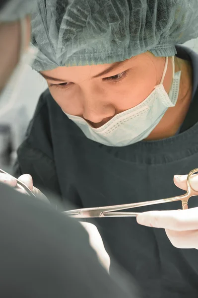 Cirugía veterinaria en sala de operaciones — Foto de Stock