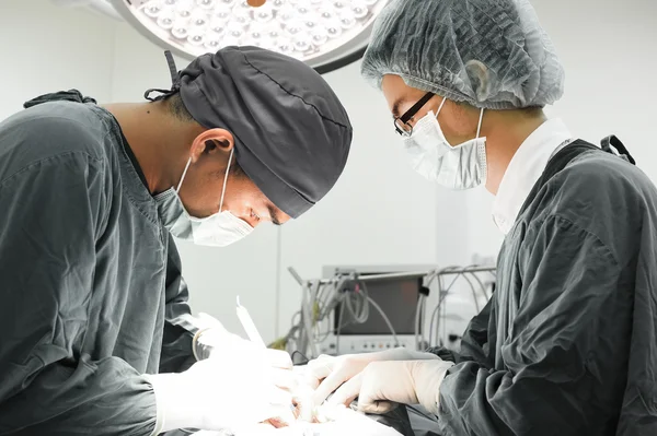 Dois cirurgiões veterinários na sala de operações — Fotografia de Stock