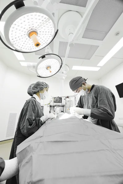 Dois cirurgiões veterinários na sala de operações — Fotografia de Stock