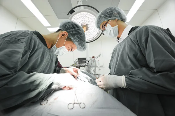 Dois cirurgiões veterinários na sala de operações — Fotografia de Stock