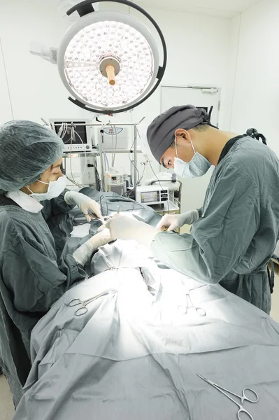 Dois cirurgiões veterinários na sala de operações — Fotografia de Stock